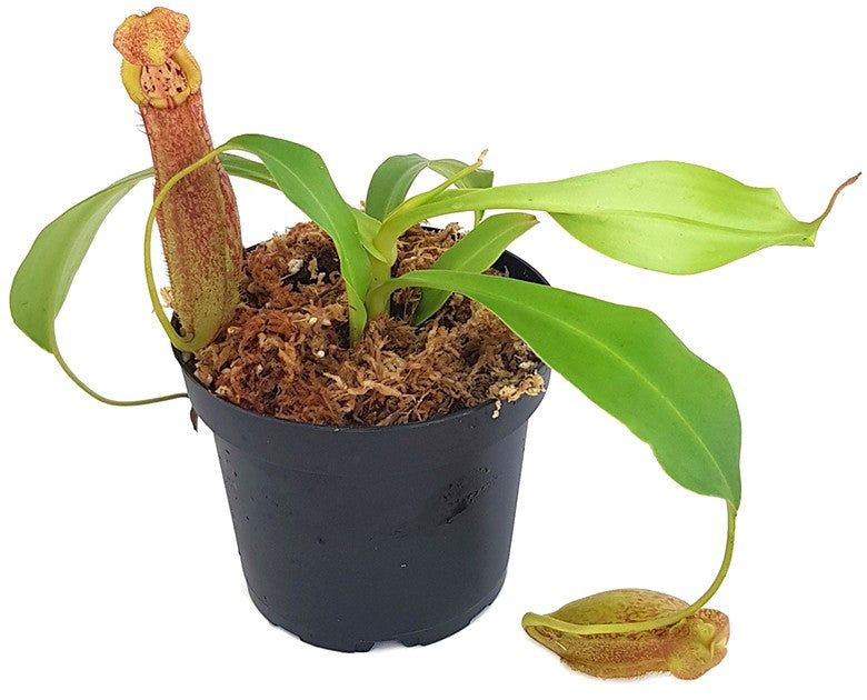 Nepenthes spathulata x spectabilis BE-3314