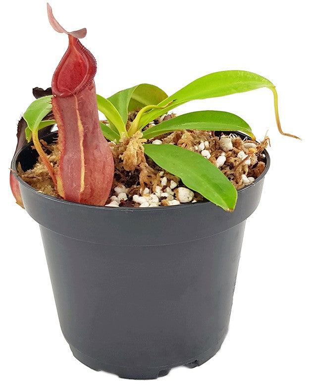 Nepenthes spathulata x tobaica BE-3794