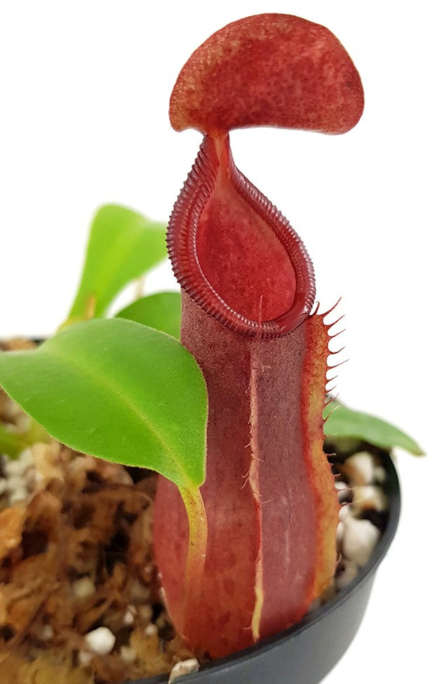 Nepenthes spathulata x tobaica BE-3794