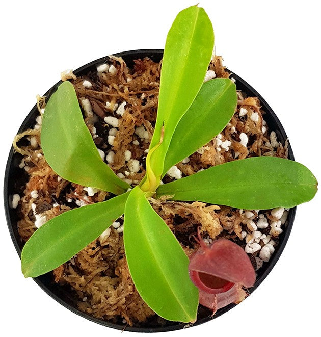 Nepenthes spathulata x tobaica BE-3794