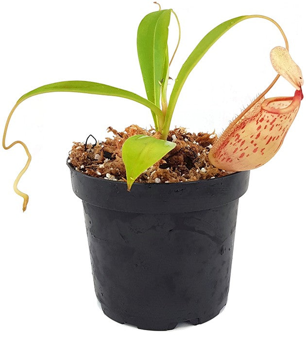 Nepenthes spathulata x glabrata BE-3790