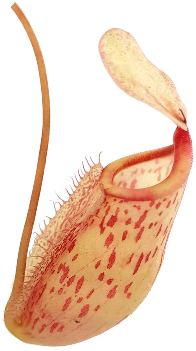 Nepenthes spathulata x glabrata BE-3790