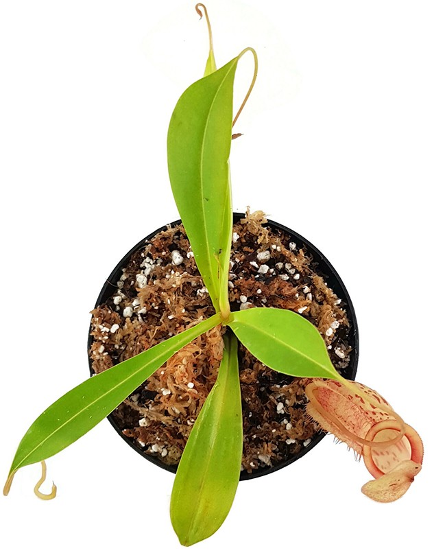 Nepenthes spathulata x glabrata BE-3790