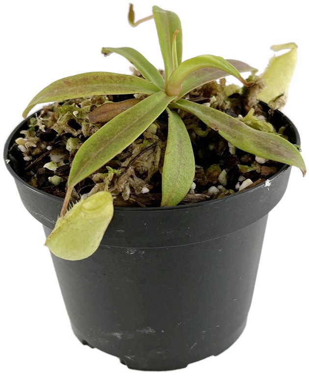 Nepenthes spectabilis BE-3177