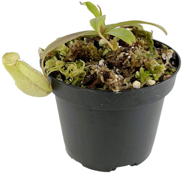 Nepenthes spectabilis BE-3177