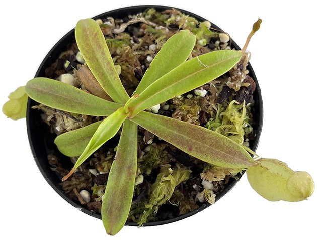 Nepenthes spectabilis BE-3177