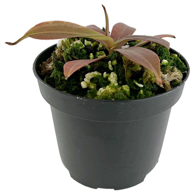 Nepenthes spectabilis Perkinson Giant BE-3322