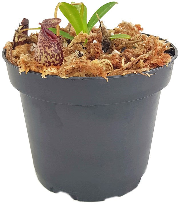 Nepenthes spectabilis x aristolochioides BE-3663