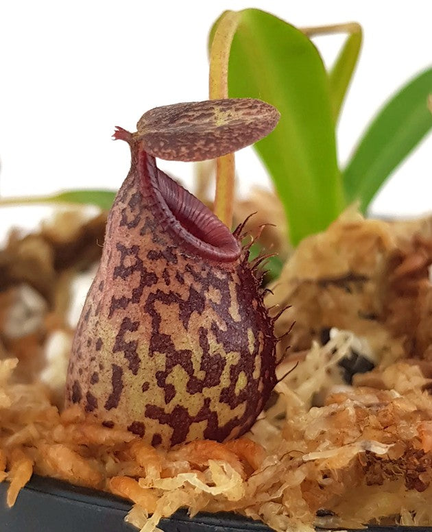 Nepenthes spectabilis x aristolochioides BE-3663