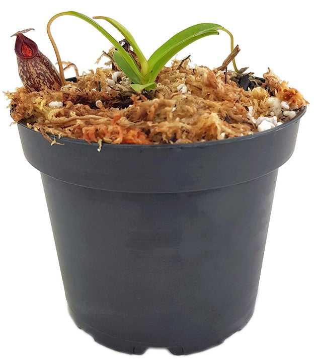 Nepenthes spectabilis x aristolochioides BE-3663