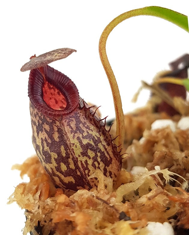 Nepenthes spectabilis x aristolochioides BE-3663