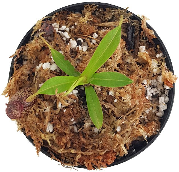 Nepenthes spectabilis x aristolochioides BE-3663