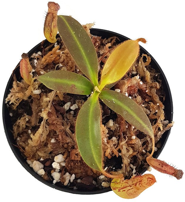 Nepenthes stenophylla BE-3905