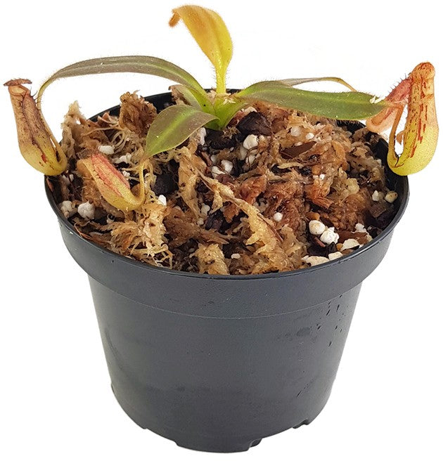Nepenthes stenophylla BE-3905