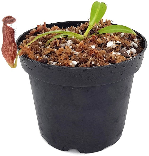 Nepenthes talangensis x glandulifera BE-3665