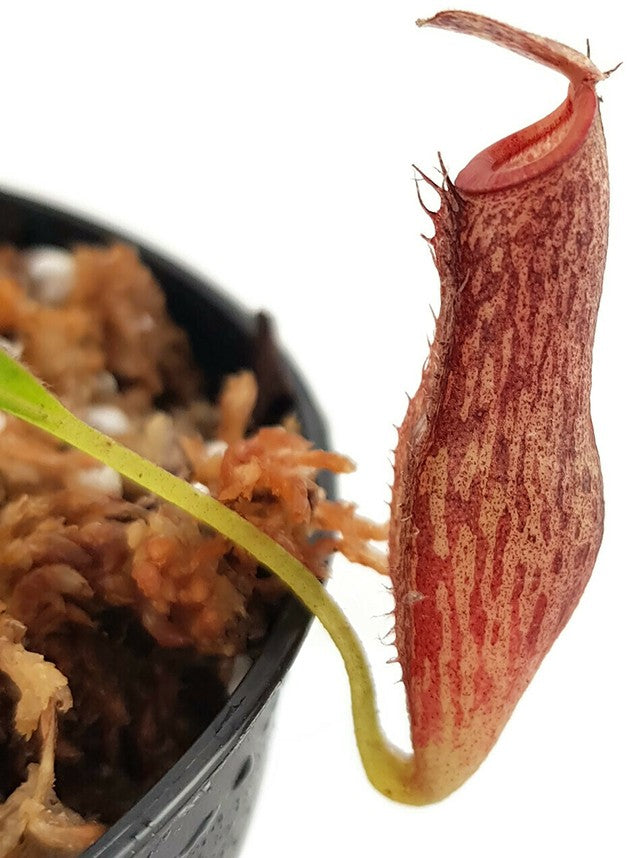 Nepenthes talangensis x glandulifera BE-3665