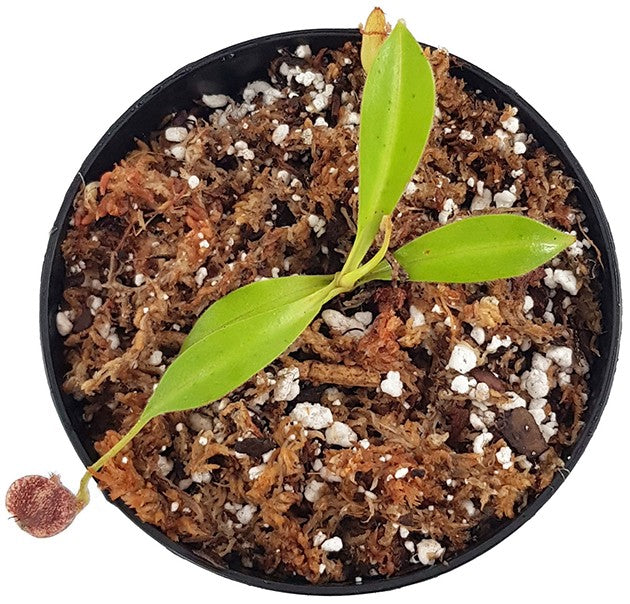 Nepenthes talangensis x glandulifera BE-3665