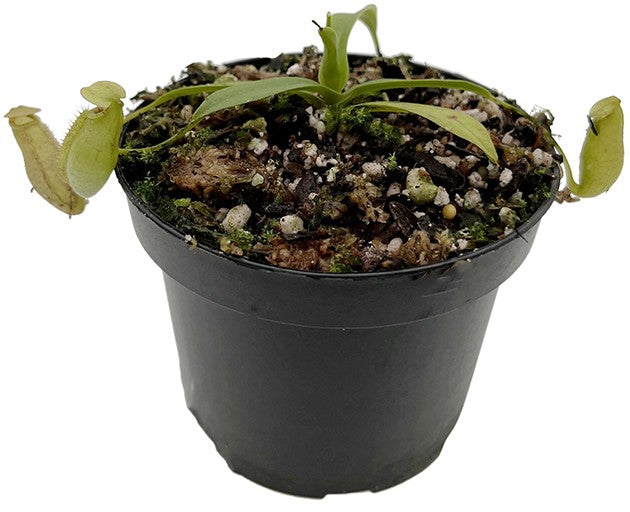 Nepenthes talangensis x spectabilis BE-4063