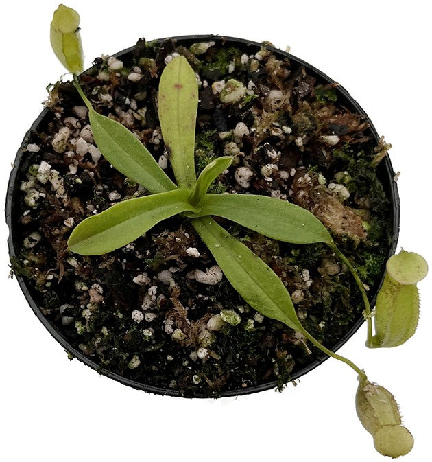 Nepenthes talangensis x spectabilis BE-4063