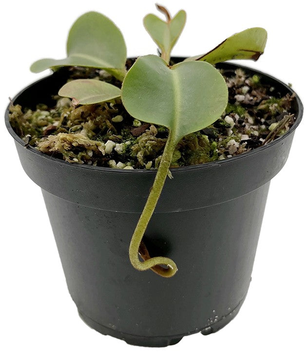 Nepenthes (veitchii x lowii) x robcantleyi BE-3841