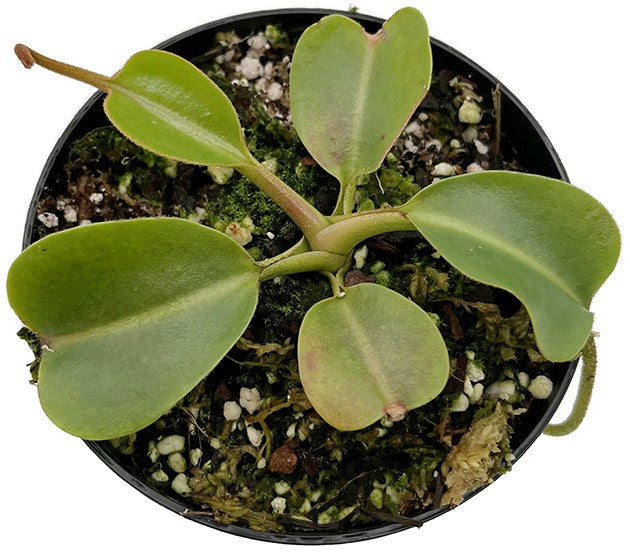 Nepenthes (veitchii x lowii) x robcantleyi BE-3841