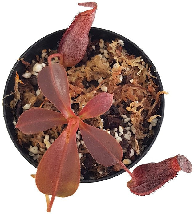 Nepenthes (veitchii x lowii) x spectabilis BE-3400