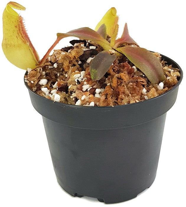 Nepenthes veitchii x maxima BE-4061