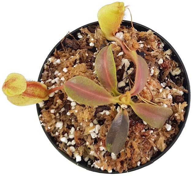 Nepenthes veitchii x maxima BE-4061