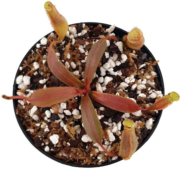 Nepenthes veitchii x platychila BE-3213