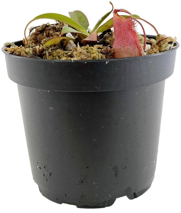Nepenthes ventricosa x attenboroughii BE-4522