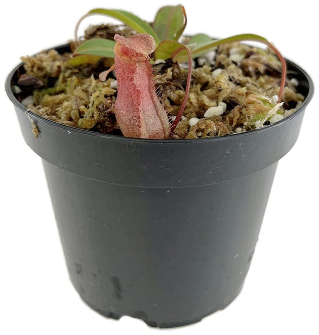 Nepenthes ventricosa x attenboroughii BE-4522
