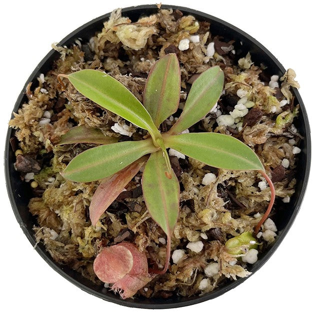 Nepenthes ventricosa x attenboroughii BE-4522