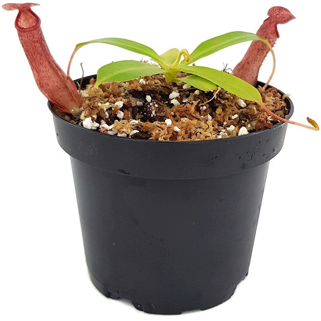Nepenthes ventricosa x glandulifera BE-3401