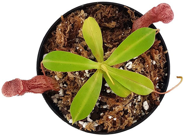 Nepenthes ventricosa x glandulifera BE-3401