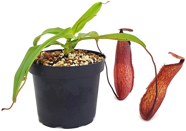 Nepenthes ventricosa x hamata BE-3672