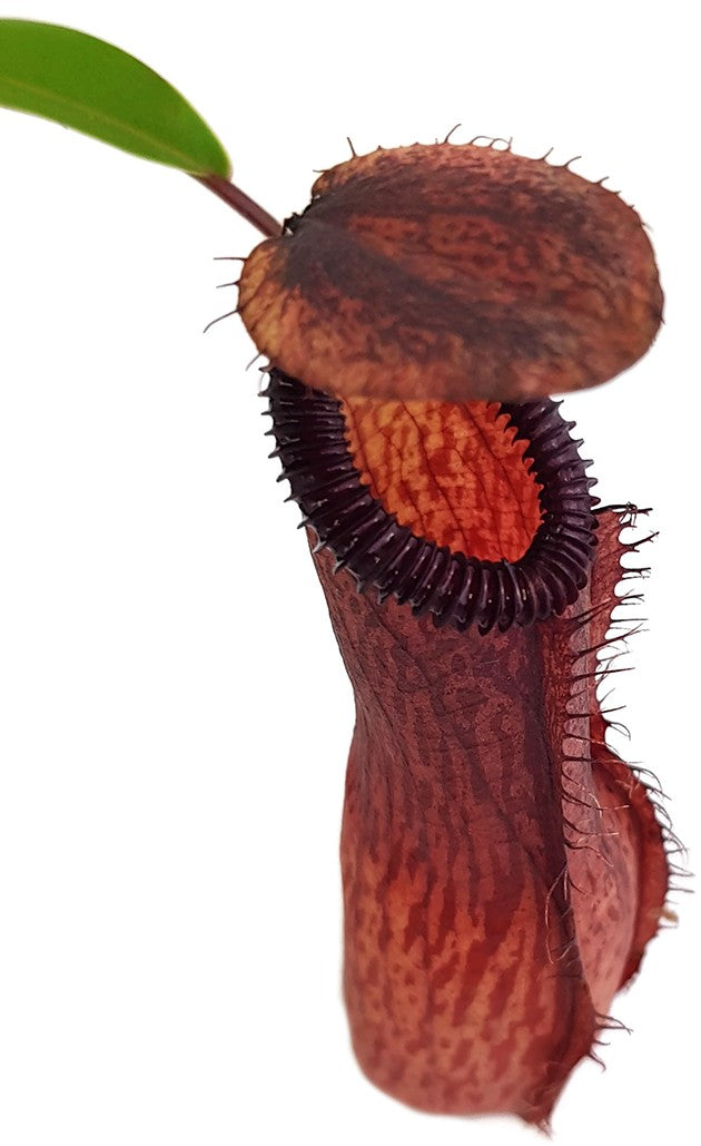 Nepenthes ventricosa x hamata BE-3672