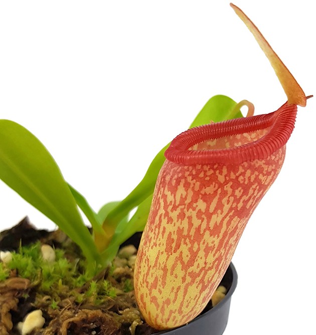 Nepenthes ventricosa x inermis