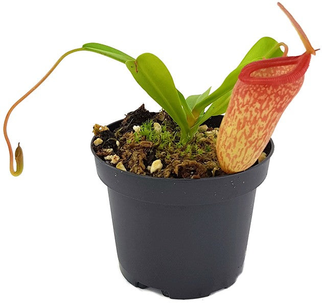 Nepenthes ventricosa x inermis