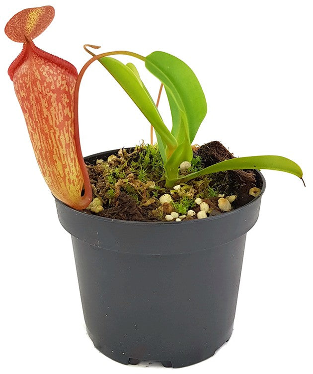 Nepenthes ventricosa x inermis