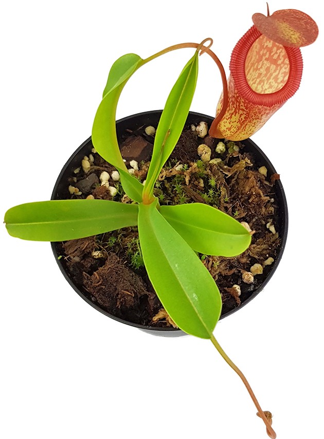 Nepenthes ventricosa x inermis