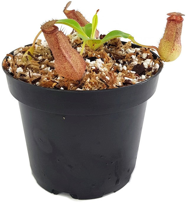 Nepenthes ventricosa x robcantleyi BE-3923