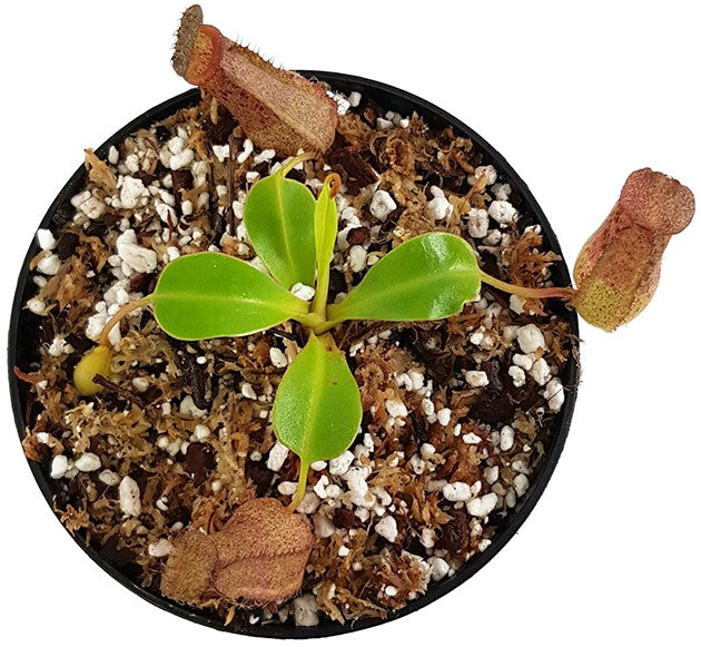 Nepenthes ventricosa x robcantleyi BE-3923