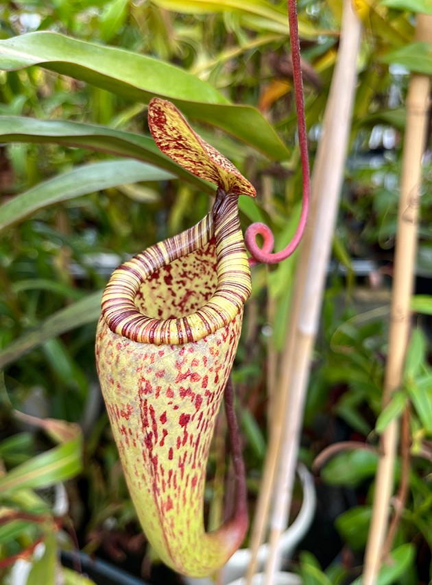Nepenthes ventricosa x vogelii Art Vogel X OP Sämlinge