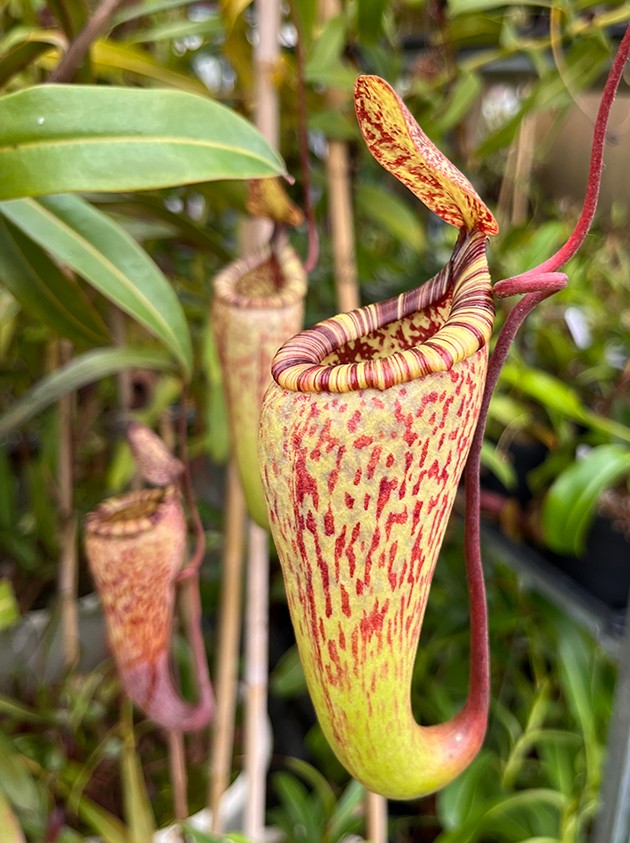 Nepenthes ventricosa x vogelii Art Vogel X OP Sämlinge