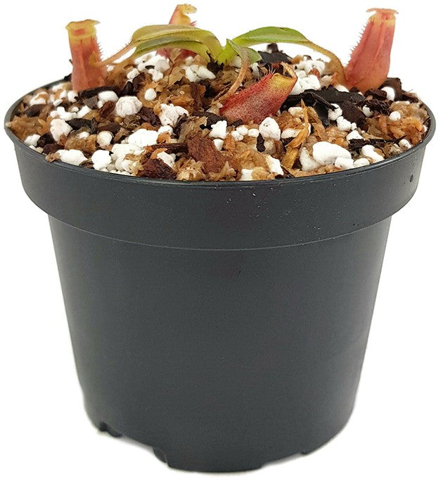 Nepenthes villosa x veitchii BE-4016