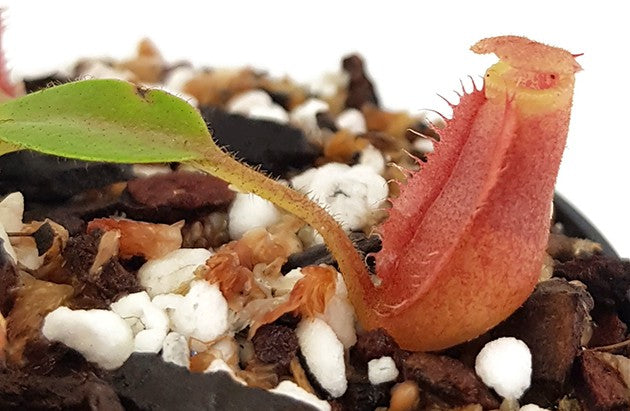 Nepenthes villosa x veitchii BE-4016