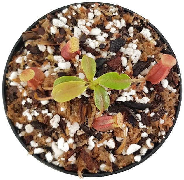 Nepenthes villosa x veitchii BE-4016