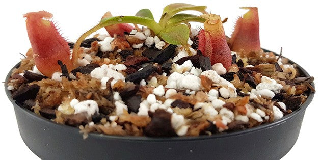 Nepenthes villosa x veitchii BE-4016