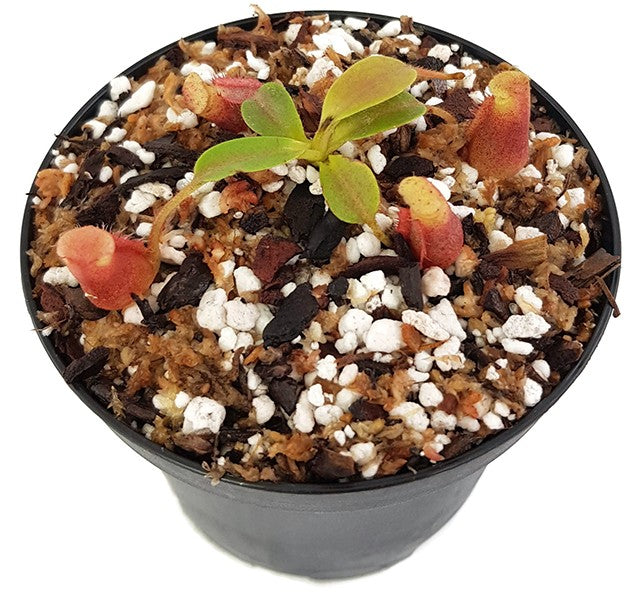 Nepenthes villosa x veitchii BE-4016