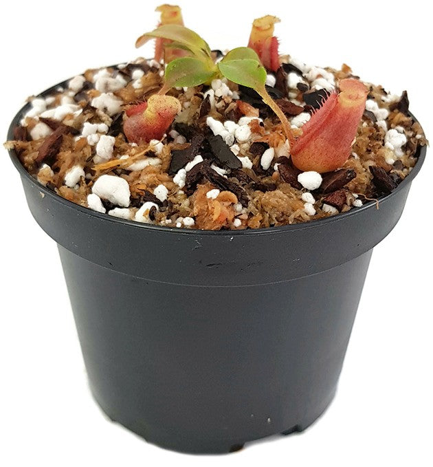 Nepenthes villosa x veitchii BE-4016